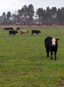 Cow in front at White Sands Unit